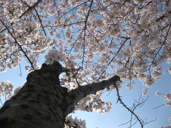 桜