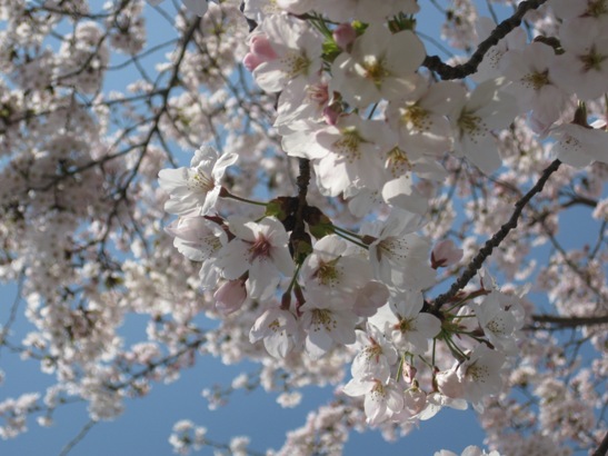 桜